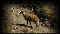 Huemul